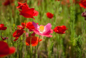 Image showing poppy field  