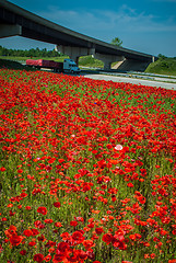Image showing red poppy field near highway road