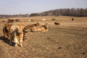 Image showing Highlander Cattle