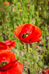 Image showing poppy field  