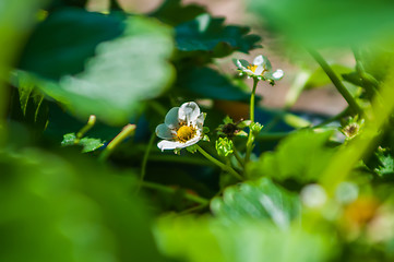 Image showing strawberry farm field