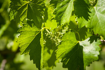 Image showing vineyard farm