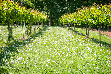 Image showing vineyard farm