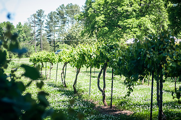 Image showing vineyard farm