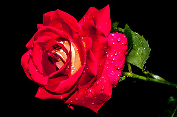 Image showing red rose with water drops