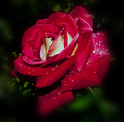 Image showing red rose with water drops