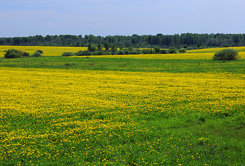 Image showing Yellow Dandelions