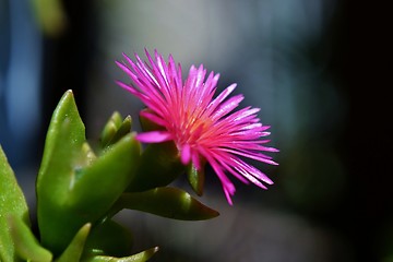 Image showing Baby sun rose