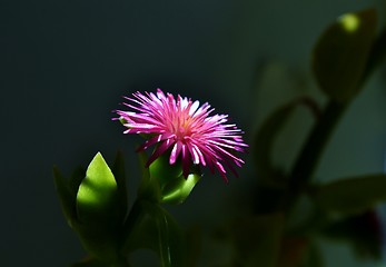 Image showing Baby sun rose