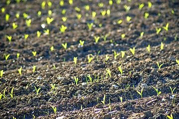 Image showing corn seedlings