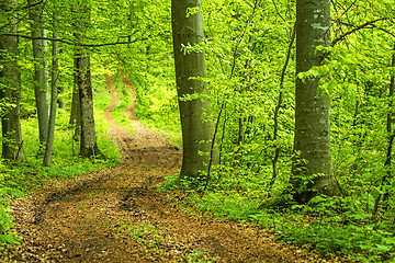 Image showing Forest in spring