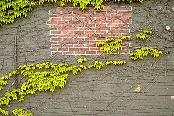 Image showing ivy on an old brick wall