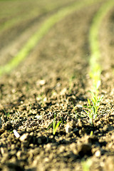 Image showing corn seedlings