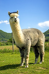 Image showing Alpaca looking curious