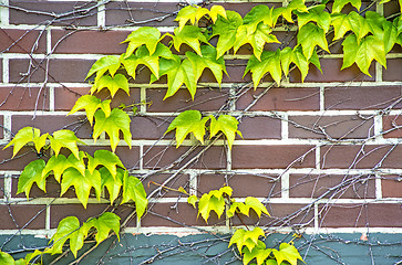 Image showing ivy on an old brick wall