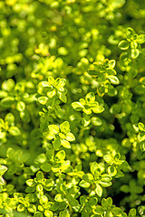 Image showing thyme