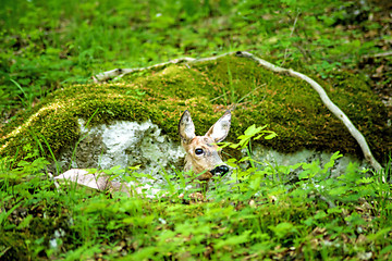 Image showing deer hidden in a forest