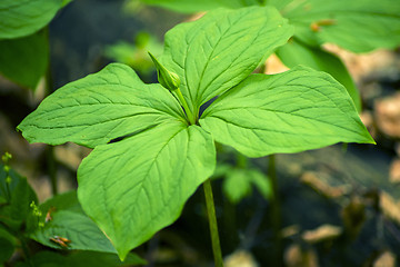 Image showing  true lover's knot, Paris quadrifolia