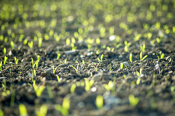 Image showing corn seedlings