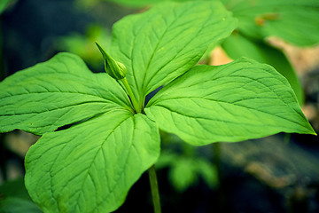 Image showing  true lover's knot, Paris quadrifolia