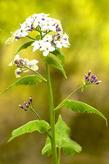 Image showing Hesperis matronalis, damask violet