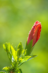 Image showing hibiscus bloom