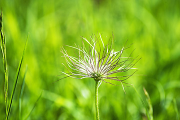 Image showing pasqueflower with fruits