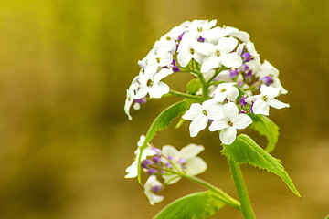 Image showing Hesperis matronalis, damask violet