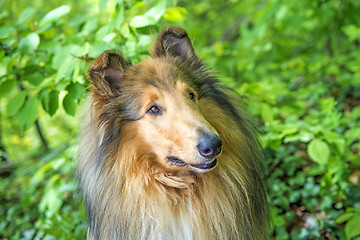 Image showing Collie