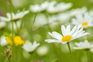 Image showing marguerite