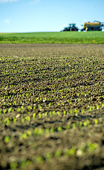 Image showing corn seedlings