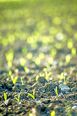 Image showing corn seedlings