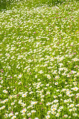 Image showing meadow with marguerites