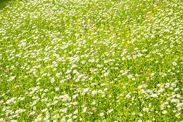 Image showing meadow with marguerites