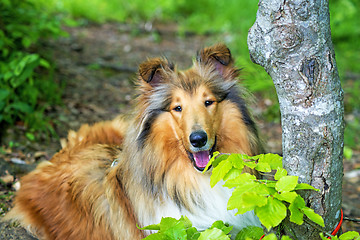 Image showing american collie dog