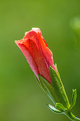 Image showing hibiscus bloom