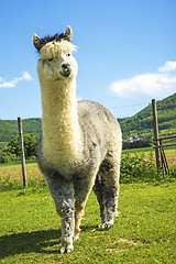 Image showing Alpaca looking curious