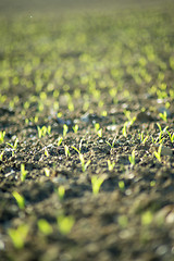 Image showing corn seedlings