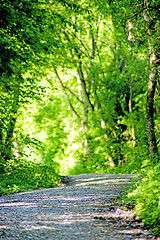 Image showing Forest in spring