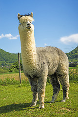 Image showing Alpaca looking curious