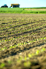 Image showing corn seedlings