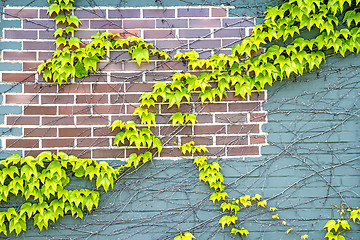 Image showing ivy on an old brick wall