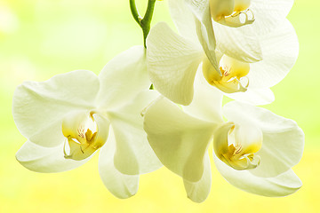Image showing Orchid bloom