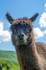 Image showing Alpaca looking curious