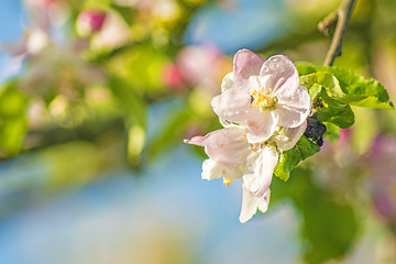 Image showing apple blossom