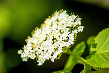 Image showing guelder rose, Viburnum opulus