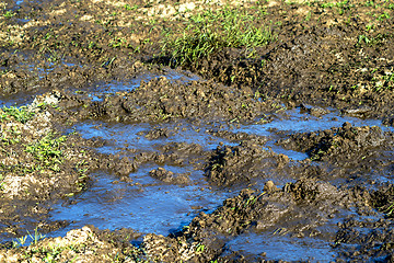Image showing dung