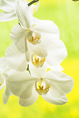 Image showing Orchid bloom