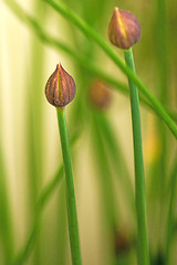 Image showing chive blooming