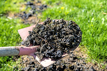 Image showing Alpaca manure